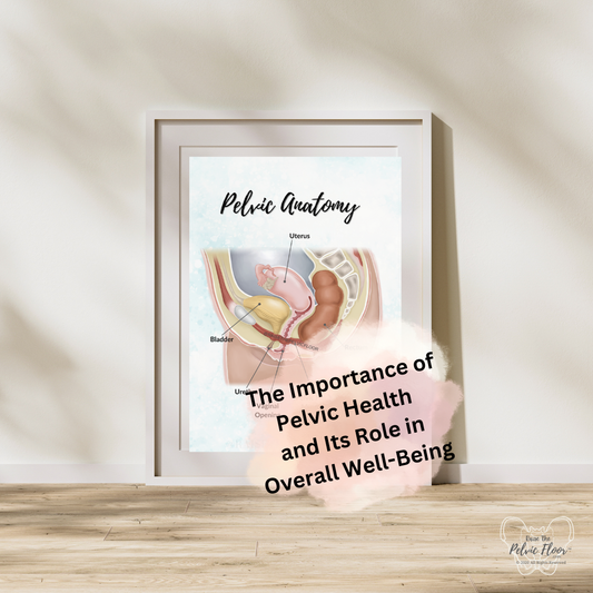 Pelvic Floor Anatomy with Bladder, Uterus, and Rectum. Gender Neutral Anatomy