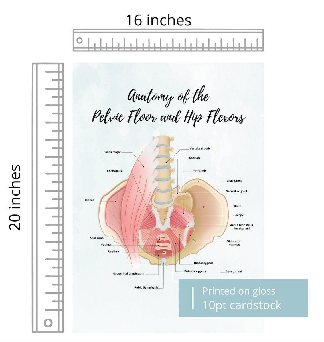 Anatomy of Pelvic Floor and Hip Flexors | Poster