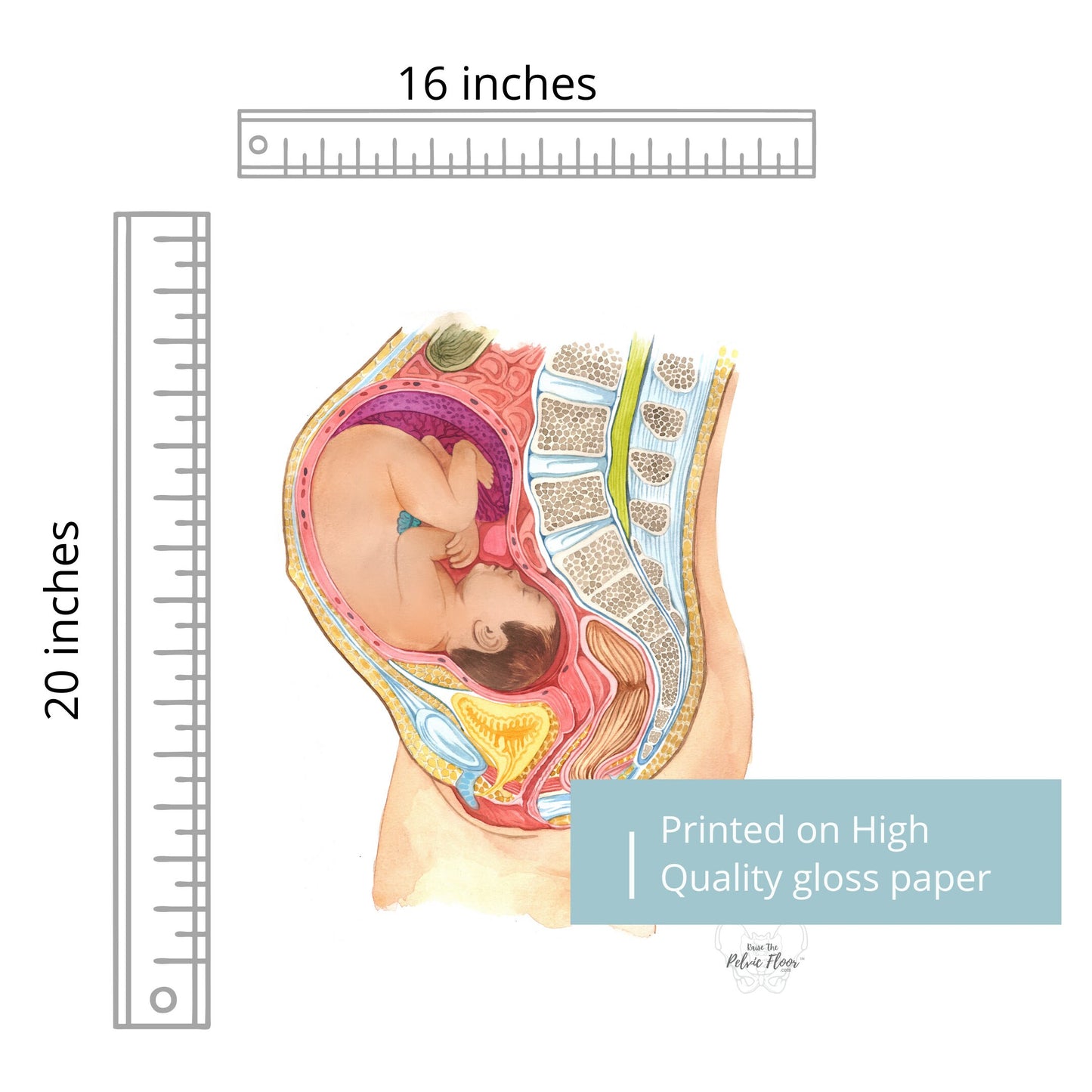Pregnant Fetus In Womb Art Medical Office Decor | Pelvic Floor, Lumbar spine, Baby, Bladder | Physical Therapist, OBGYN, RN Doula, Midwife