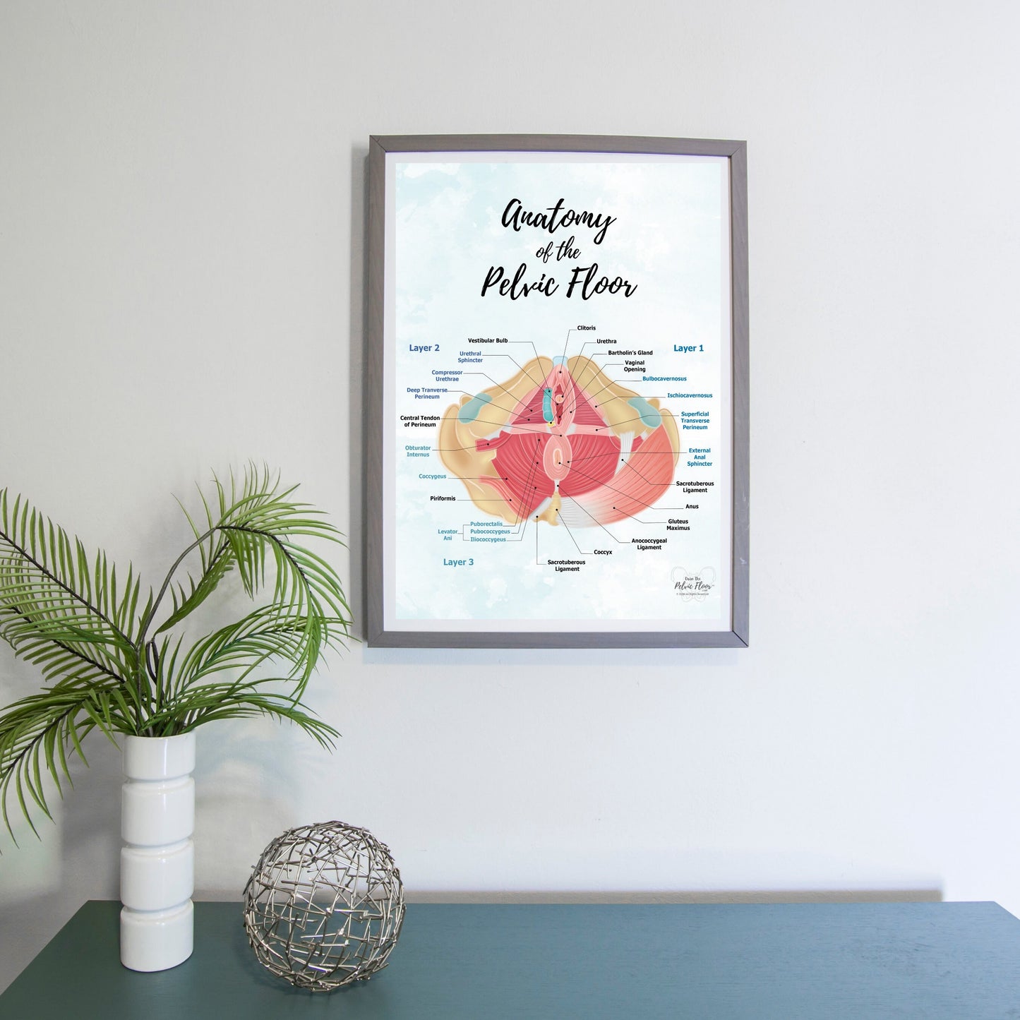 Anatomy of Pelvic Floor Muscle Art Poster Print | Kegel Muscle, Levator Ani, Obturator, Piriformis, Perineal Pouch, Pelvic Diaphragm Layers