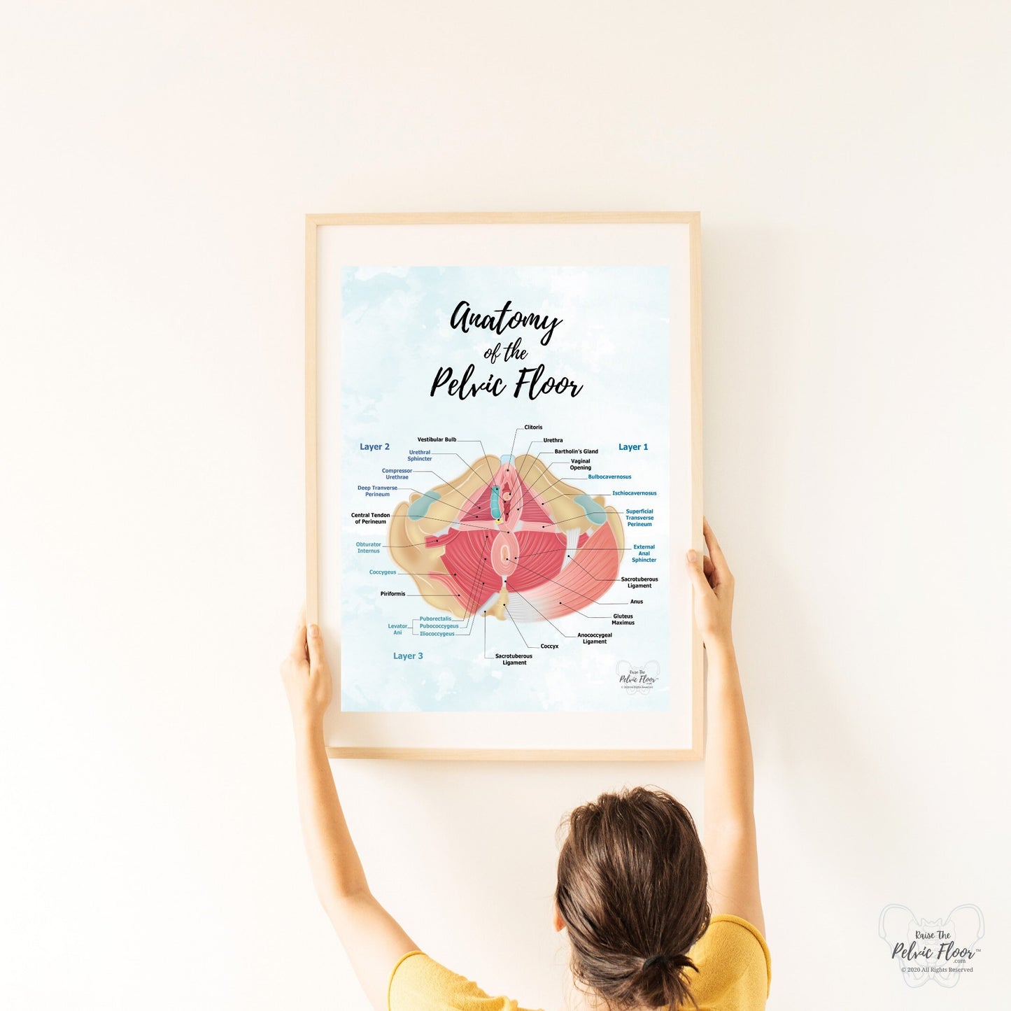 Anatomy of Pelvic Floor Muscle Art Poster Print | Kegel Muscle, Levator Ani, Obturator, Piriformis, Perineal Pouch, Pelvic Diaphragm Layers