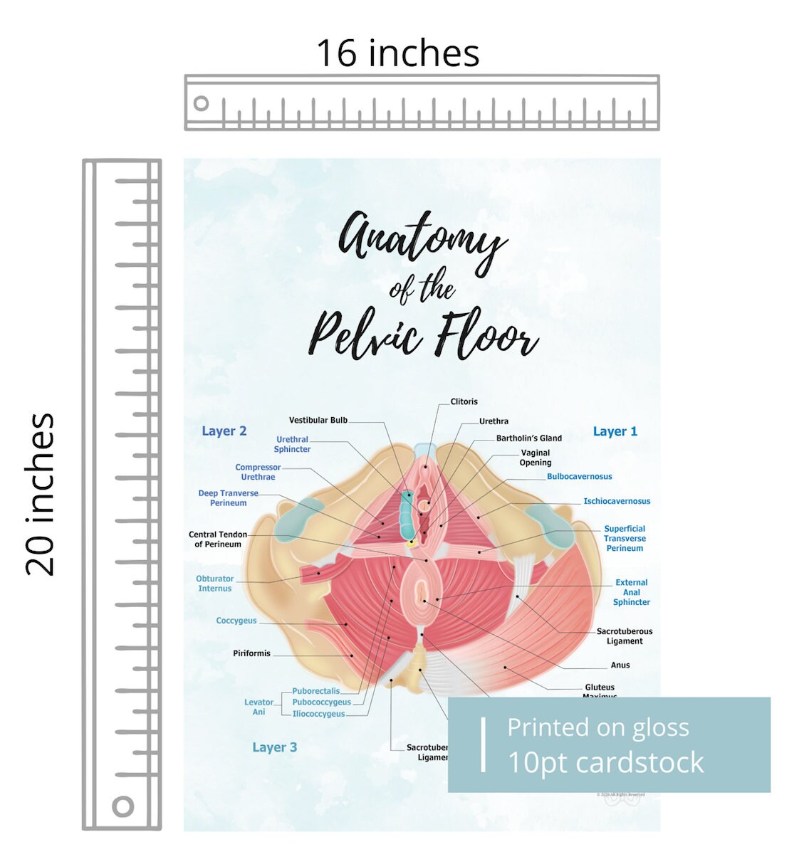 Anatomy of Pelvic Floor Muscle Art Poster Print | Kegel Muscle, Levator Ani, Obturator, Piriformis, Perineal Pouch, Pelvic Diaphragm Layers