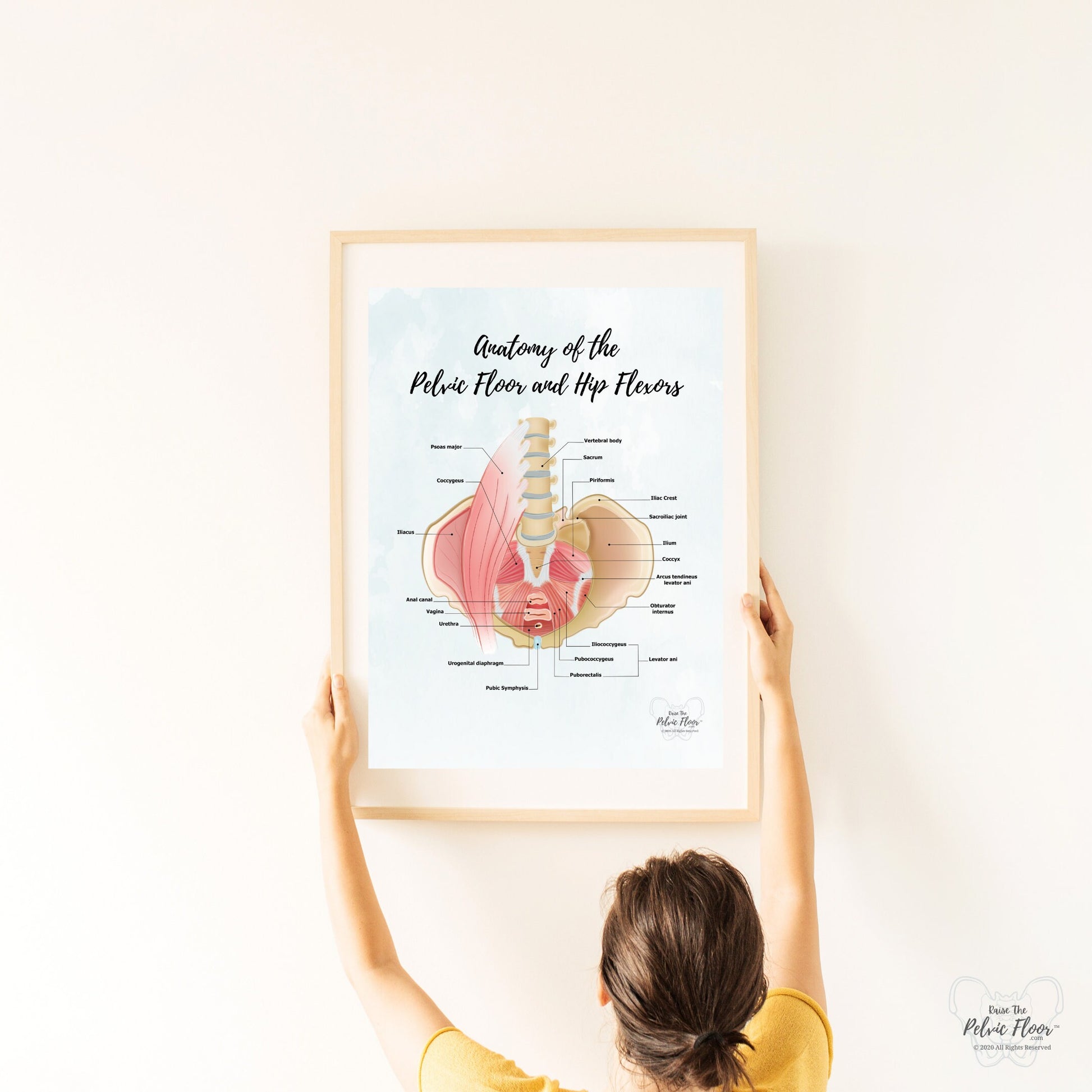 Anatomy of Pelvic Floor and Hip Flexors | Poster