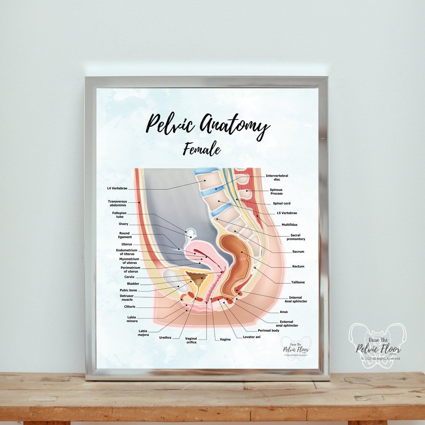 Female Pelvic Anatomy Poster Art | Sagittal/ Side view | Vagina, Uterus, Rectum, Pelvic Floor Anatomy