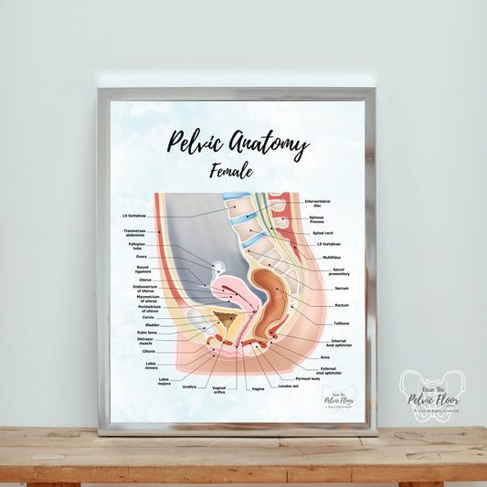 Female Pelvic Anatomy Poster Art | Sagittal/ Side view | Vagina, Uterus, Rectum, Pelvic Floor Anatomy