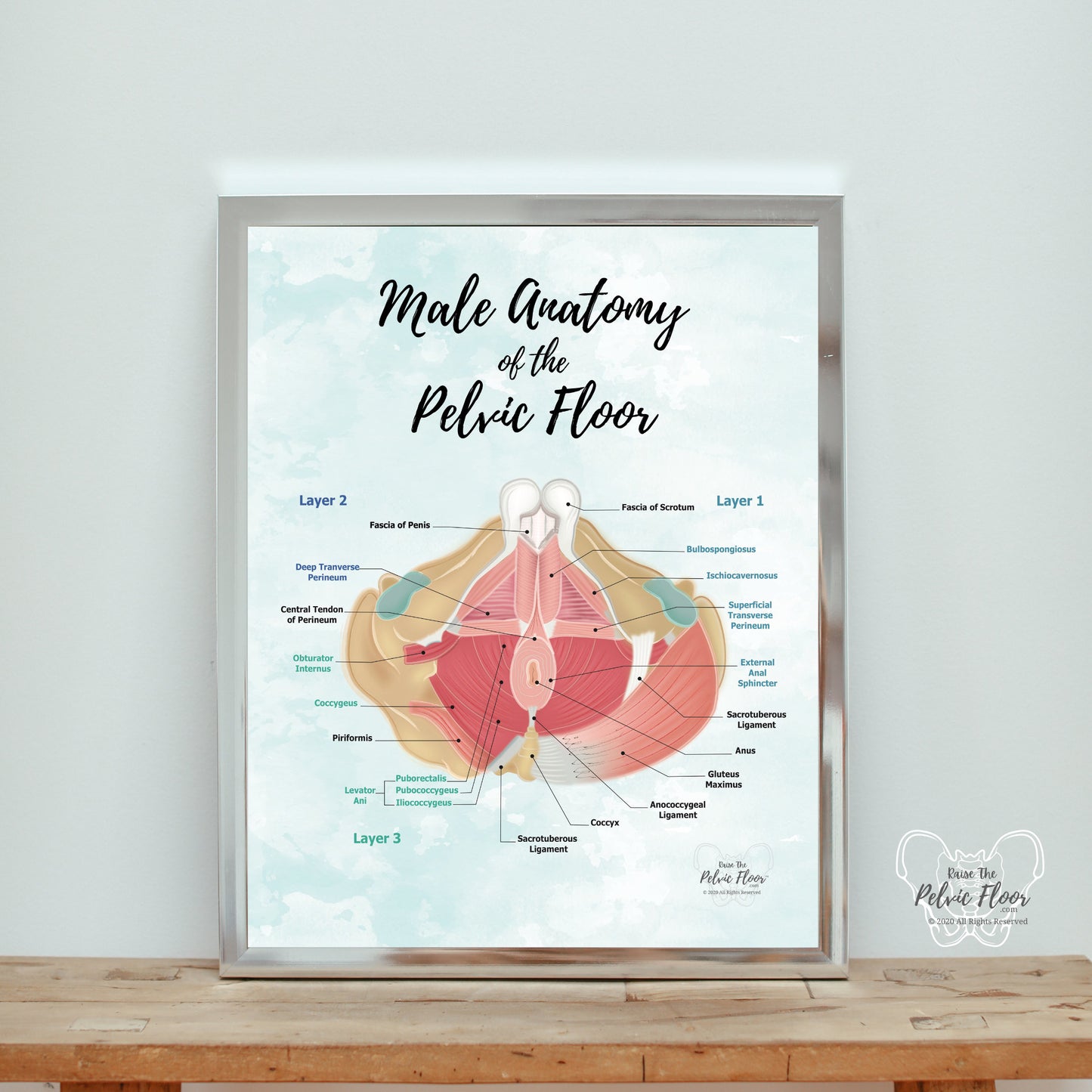 Male Pelvic Floor Muscle Hip Poster Art| Caudal View | Medical Office, Pelvic Floor Physical Therapy, Chiropractor, RN