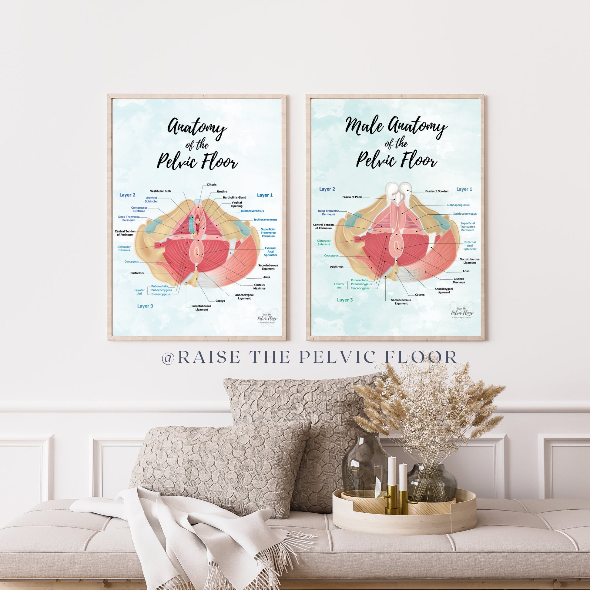 Male Pelvic Floor Muscle Hip Poster Art| Caudal View | Medical Office, Pelvic Floor Physical Therapy, Chiropractor, RN
