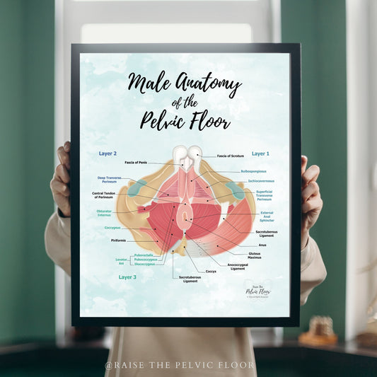 Male Pelvic Floor Muscle Hip Poster Art| Caudal View | Medical Office, Pelvic Floor Physical Therapy, Chiropractor, RN