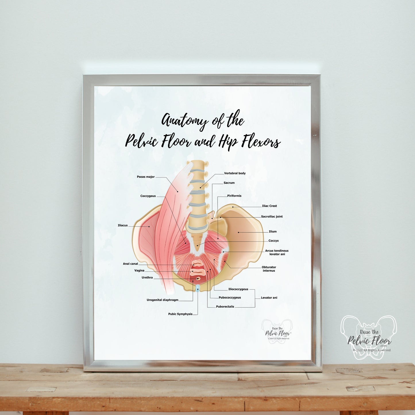 Anatomy of Pelvic Floor and Hip Flexors | Poster