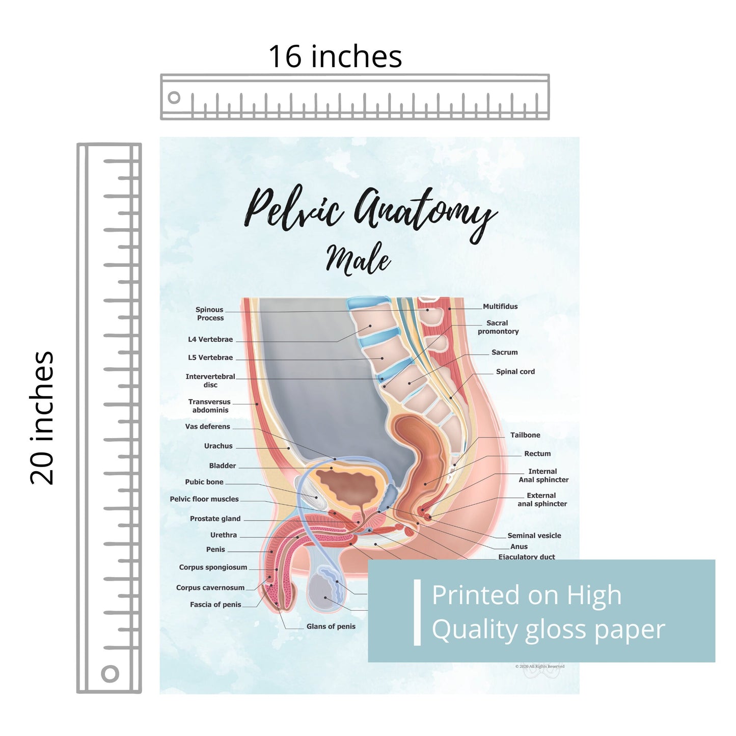 Male Pelvic Anatomy Poster Art Print | Sagittal/ Side view | Penis, Prostate, Testicle, Scrotum, Rectum, Pelvic Floor Anatomy, Prostatectomy