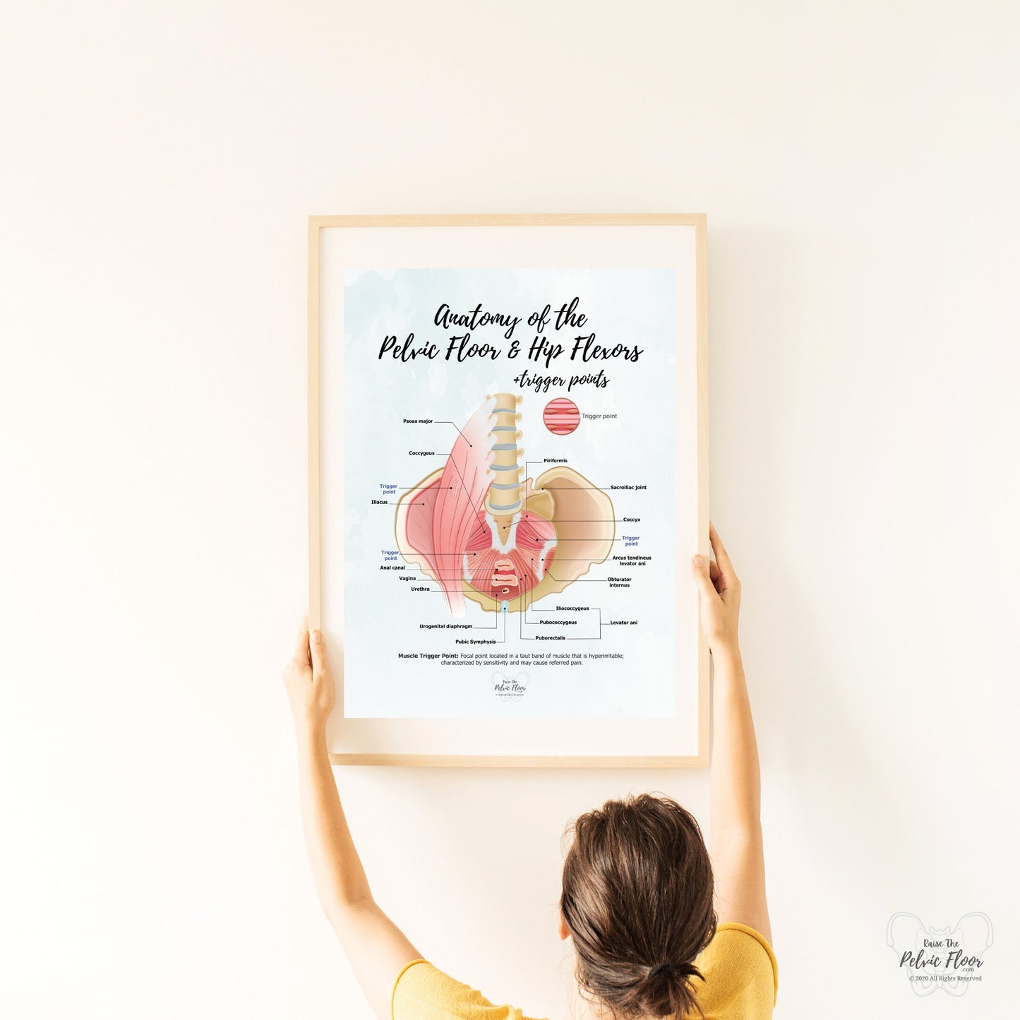 Anatomy of the Pelvic Floor and Hip Flexors + Trigger Points | Poster Art