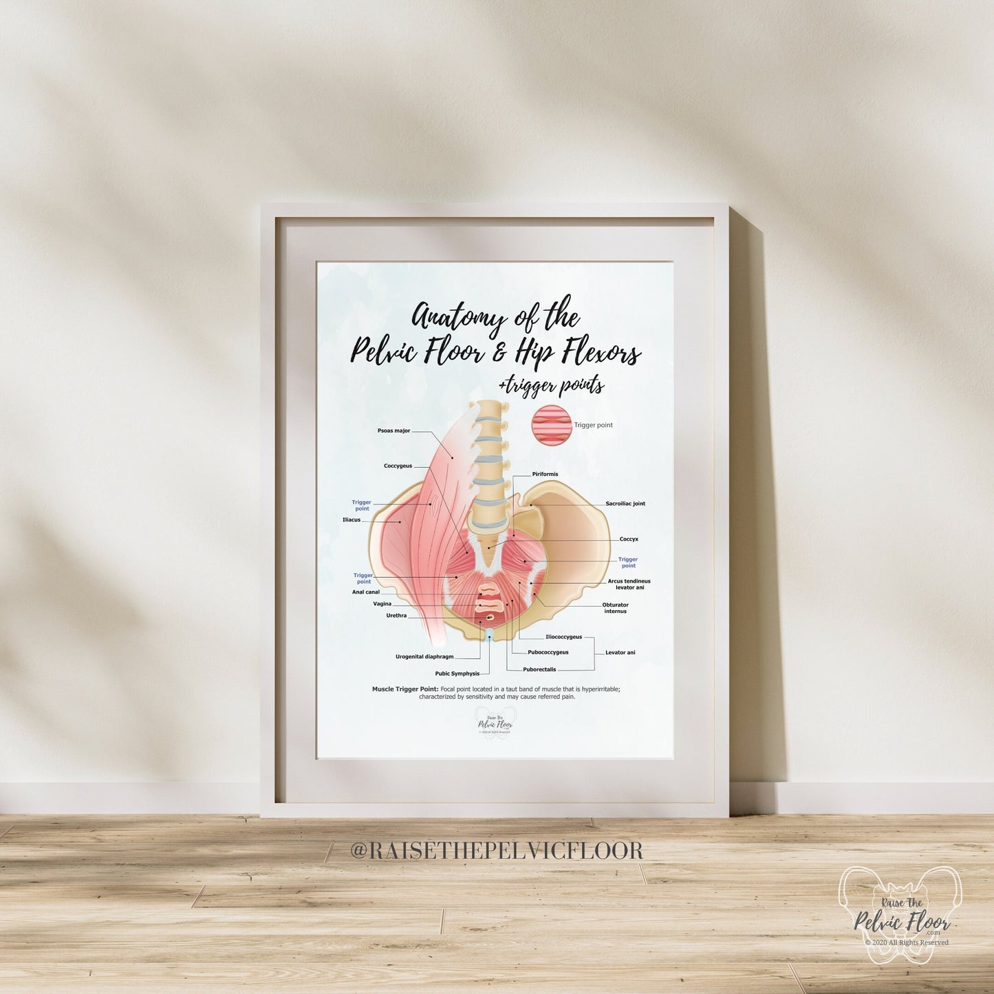 Anatomy of the Pelvic Floor and Hip Flexors + Trigger Points | Poster Art