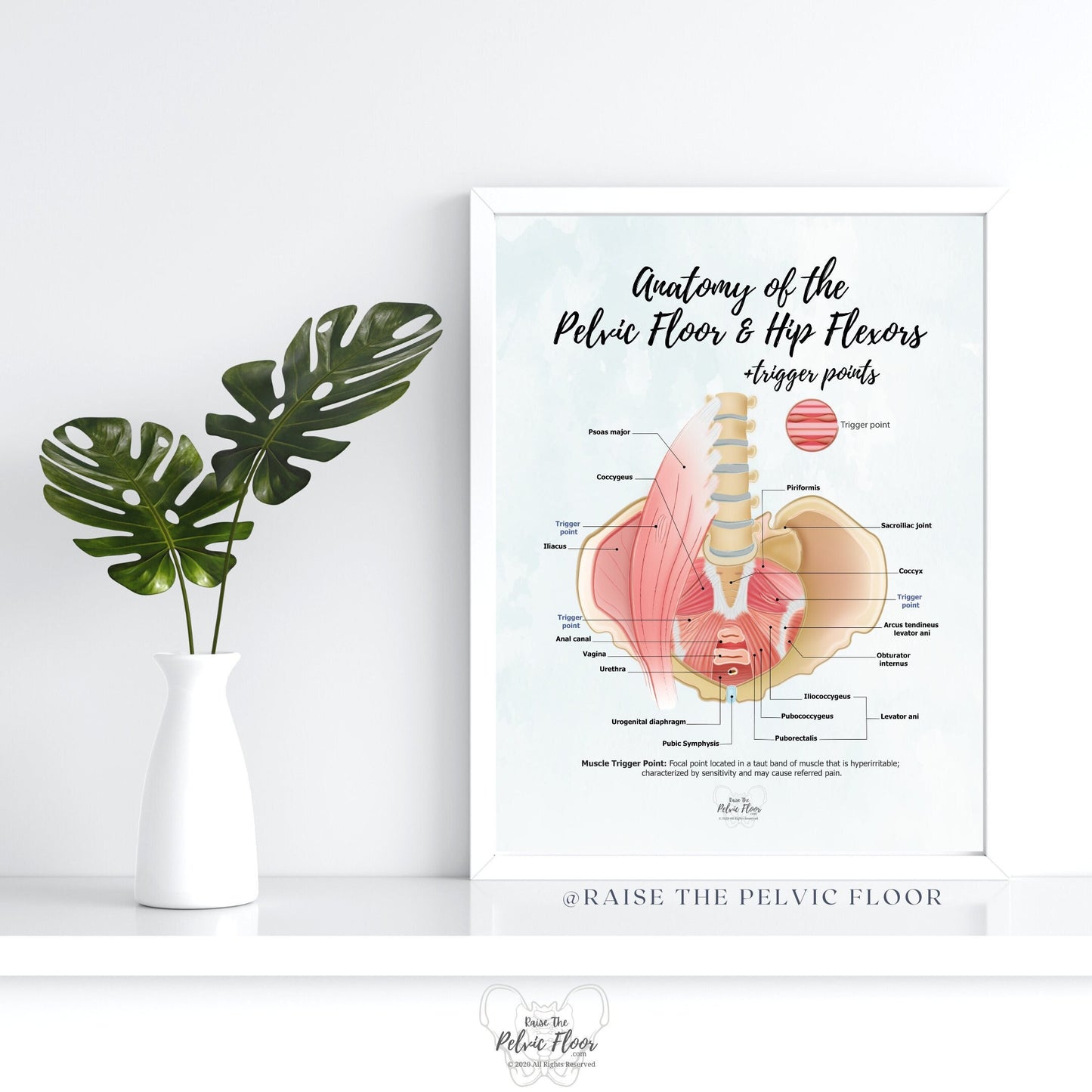 Anatomy of the Pelvic Floor and Hip Flexors + Trigger Points | Poster Art