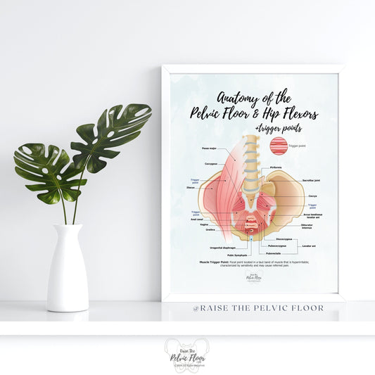 Anatomy of the Pelvic Floor and Hip Flexors + Trigger Points | Poster Art