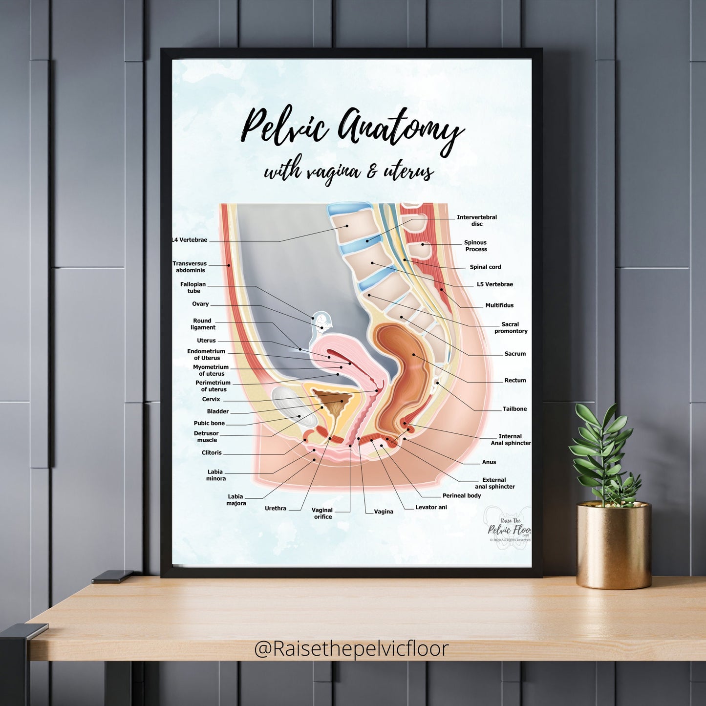 Gender Neutral Pelvic Cavity Anatomy Poster Art | Sagittal Side View | Pelvic Floor, Uterus, Ovary, Bladder, Rectum, Vertebrae Art