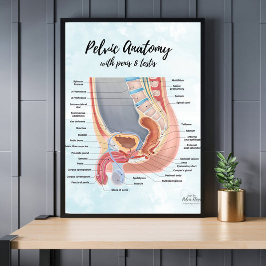 Pelvic Anatomy Poster Art Print- Gender Sensitive | Educational Artwork of Penis, Testis, Prostate, Bladder, Rectum and Hip | Prostatectomy