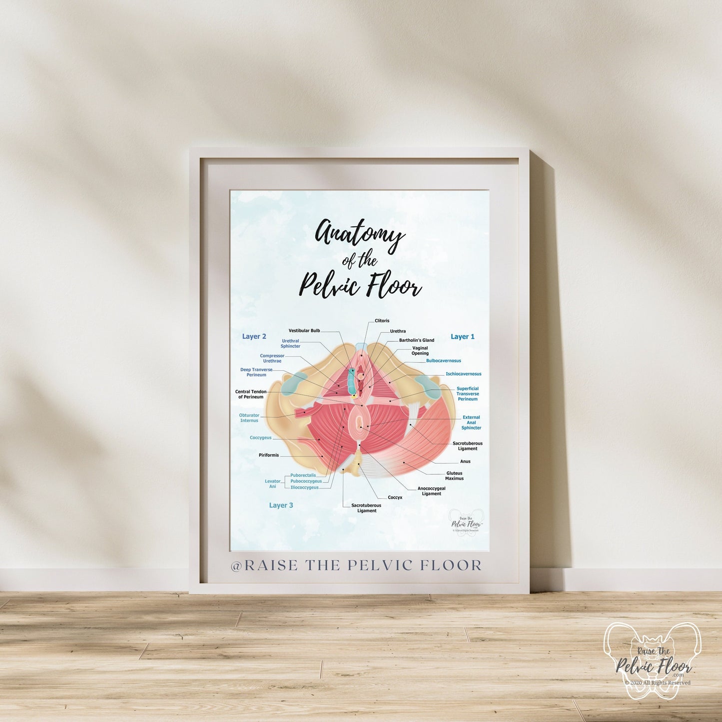 Anatomy of Pelvic Floor Muscle Art Poster Print | Kegel Muscle, Levator Ani, Obturator, Piriformis, Perineal Pouch, Pelvic Diaphragm Layers