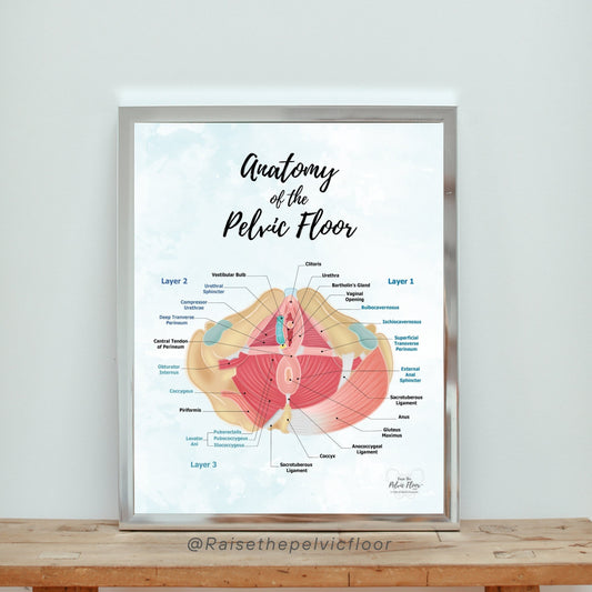 Anatomy of Pelvic Floor Muscle Art Poster Print | Kegel Muscle, Levator Ani, Obturator, Piriformis, Perineal Pouch, Pelvic Diaphragm Layers