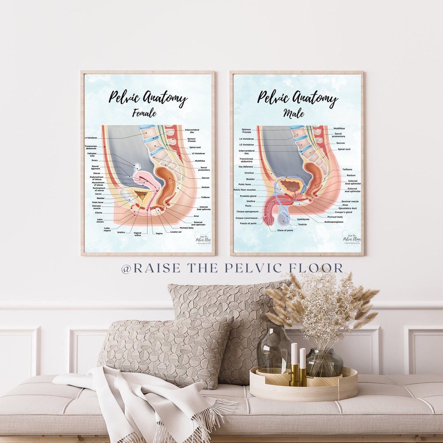 Female Pelvic Anatomy Poster Art | Sagittal/ Side view | Vagina, Uterus, Rectum, Pelvic Floor Anatomy