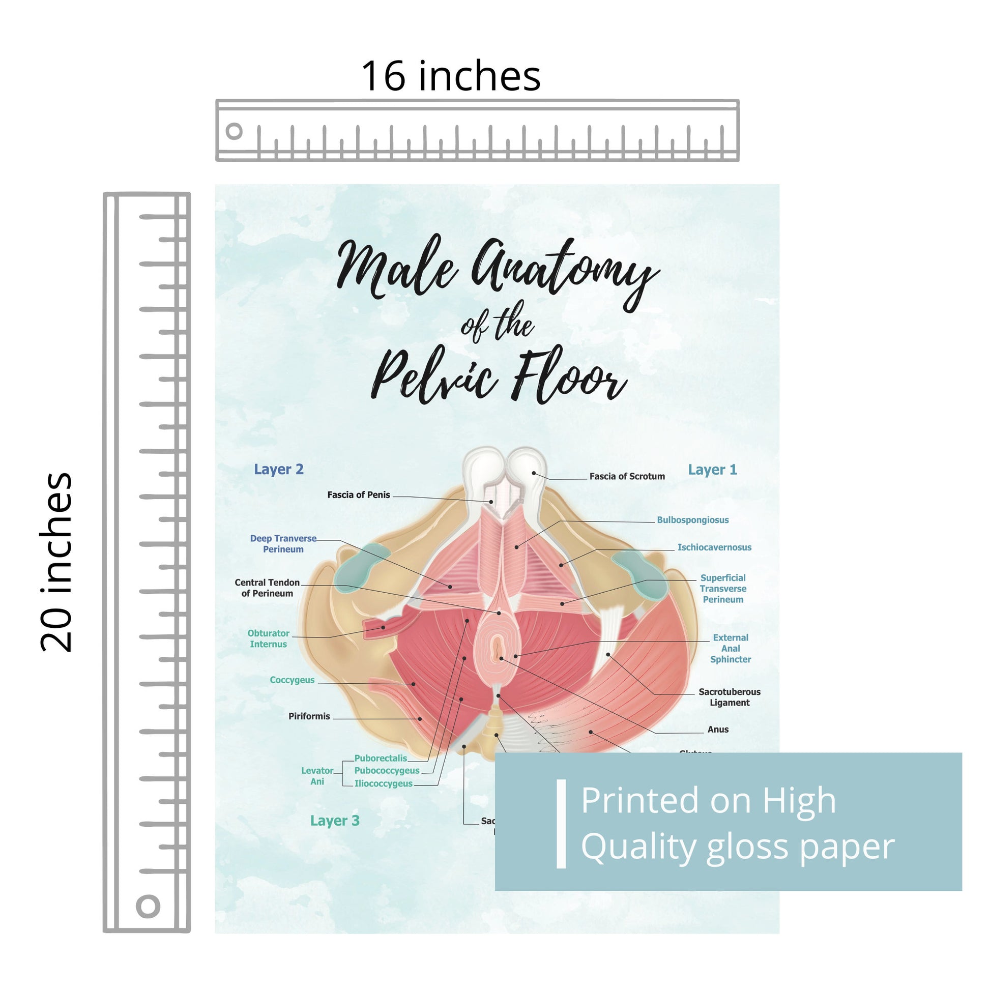 Male Pelvic Floor Muscle Hip Poster Art| Caudal View | Medical Office, Pelvic Floor Physical Therapy, Chiropractor, RN