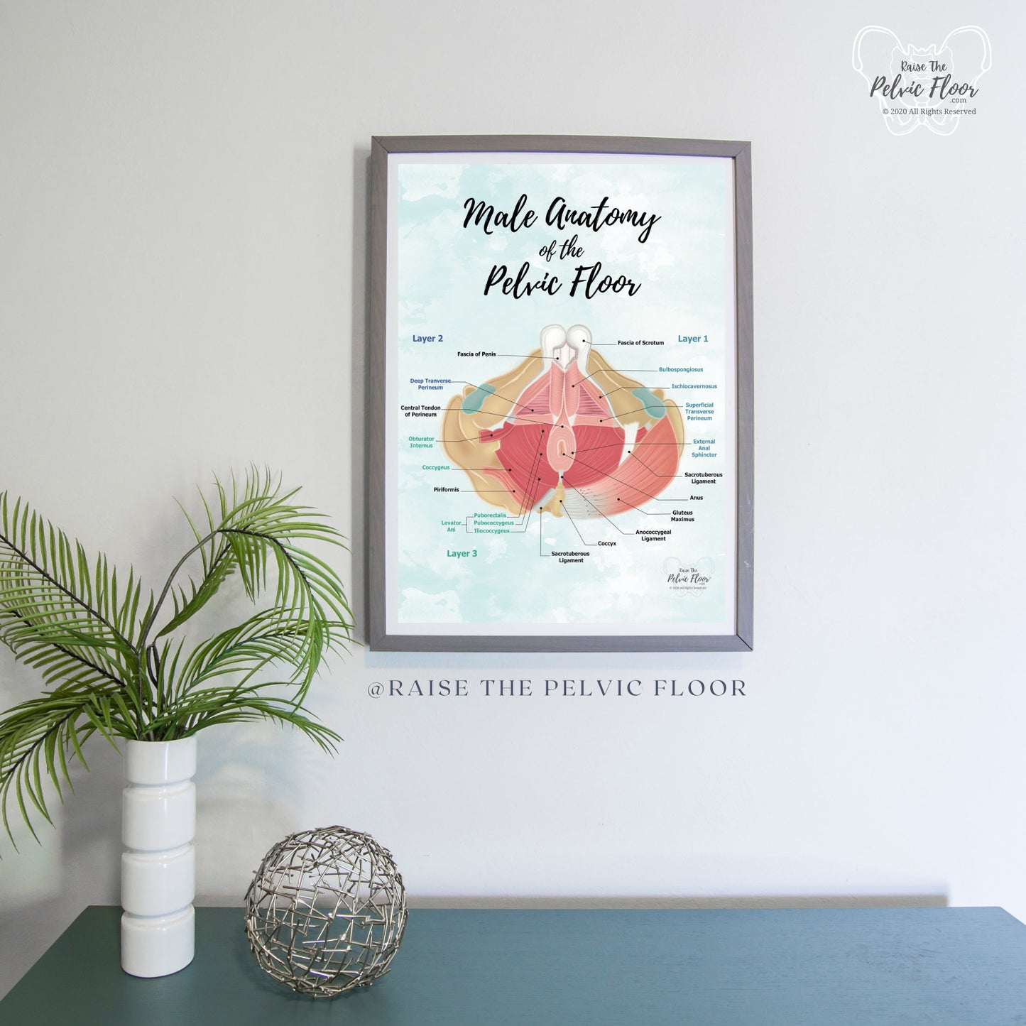 Male Pelvic Floor Muscle Hip Poster Art| Caudal View | Medical Office, Pelvic Floor Physical Therapy, Chiropractor, RN