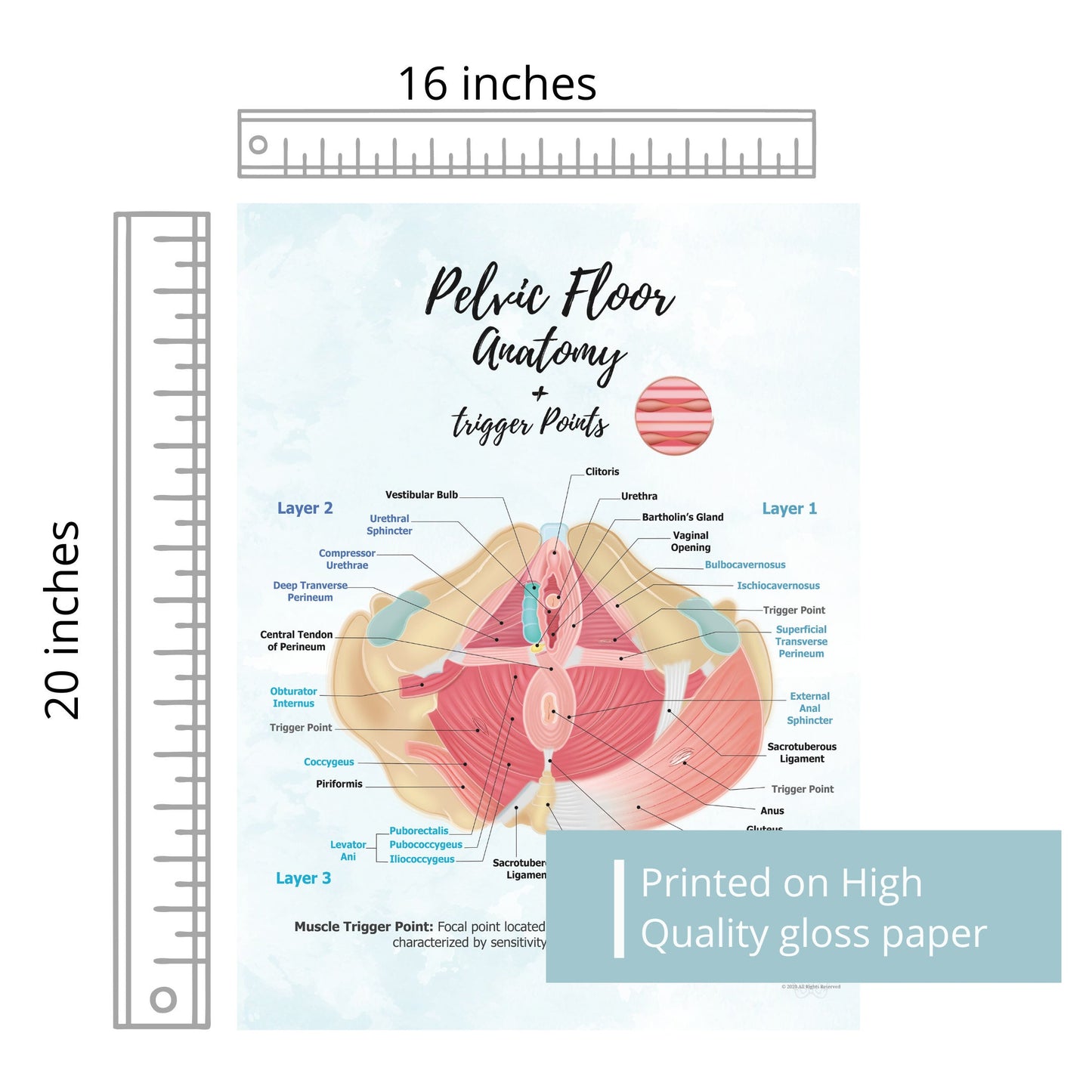 Trigger Points in Pelvic Floor | Anatomy Poster Art