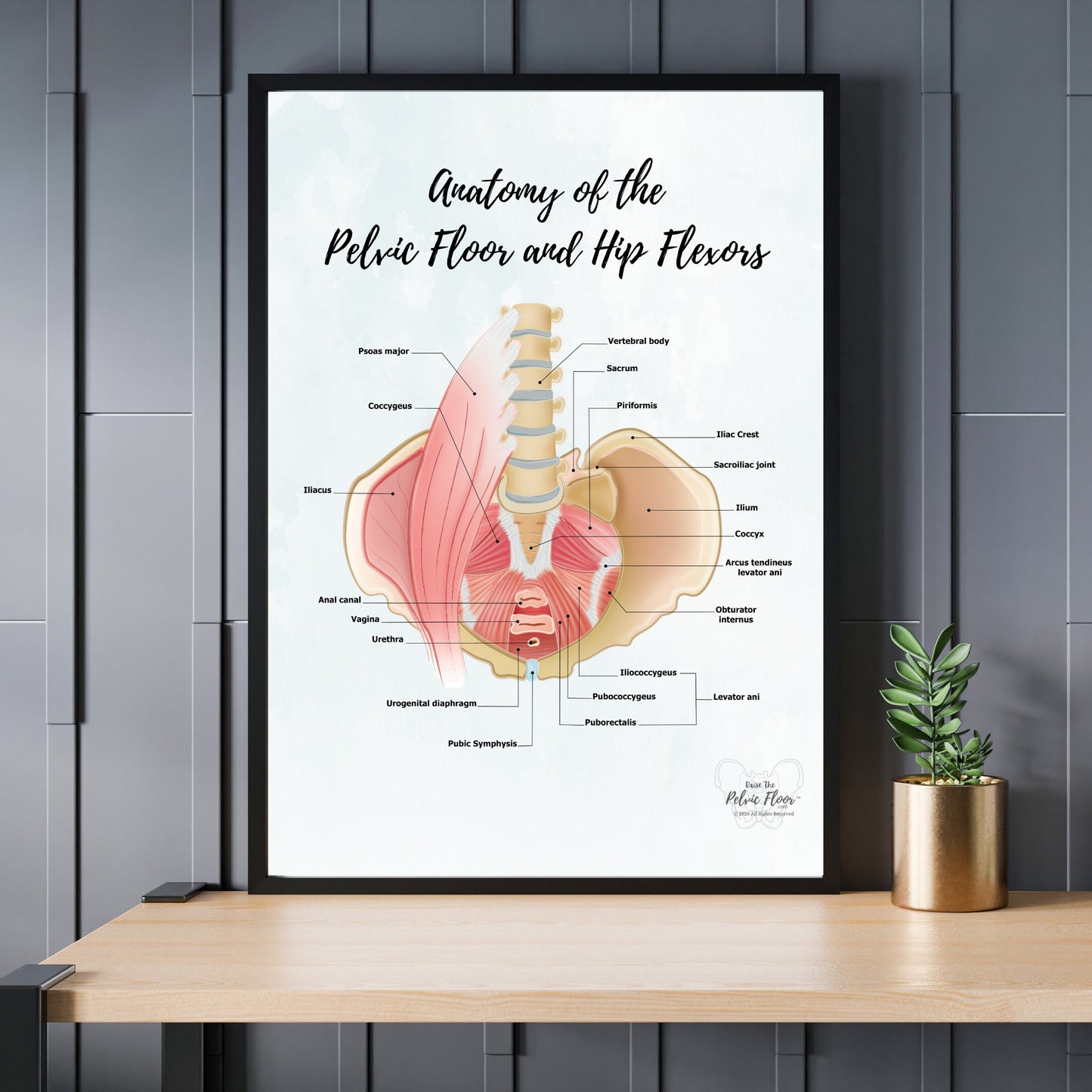 Anatomy of Pelvic Floor and Hip Flexors | Poster