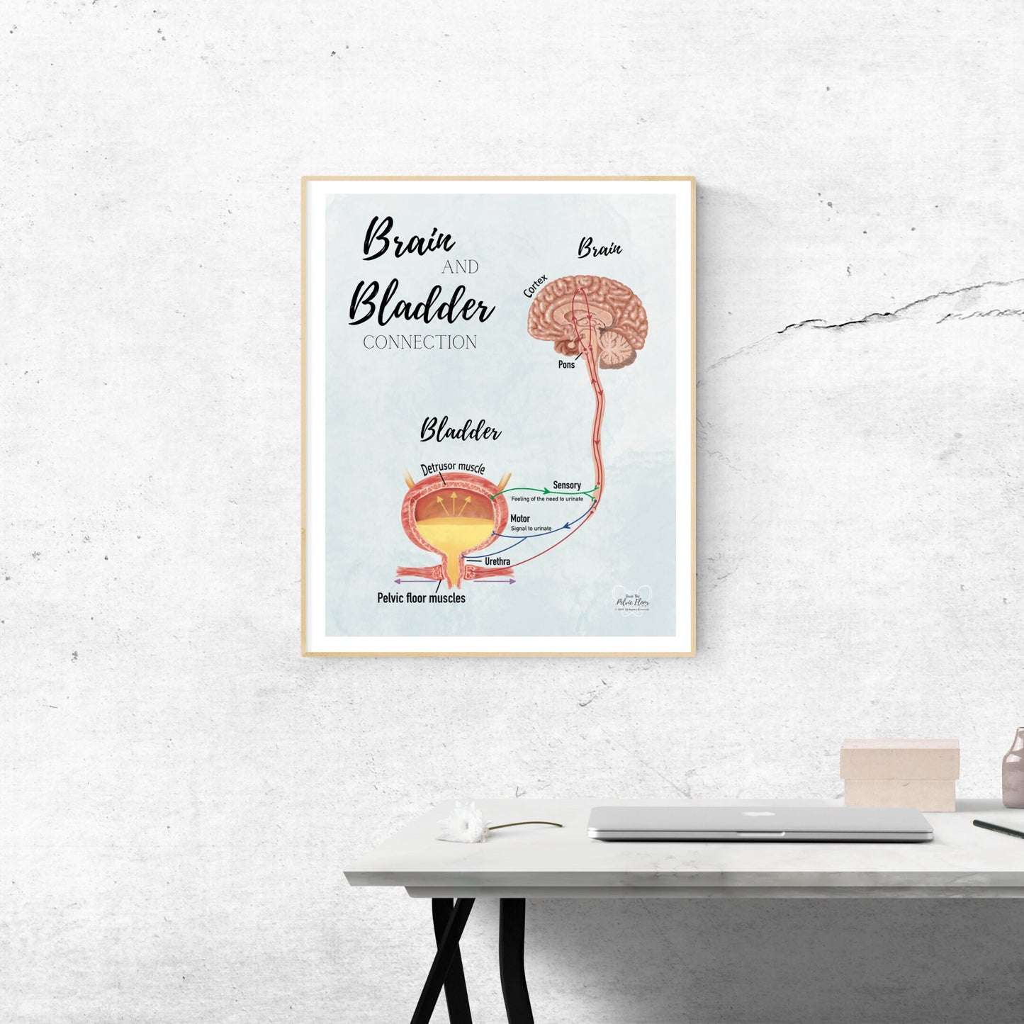 Brain and Bladder Educational Poster | Wall Art | Physiology of Urination Bradley Reflex Loop- Bladder, Urine, Cortex