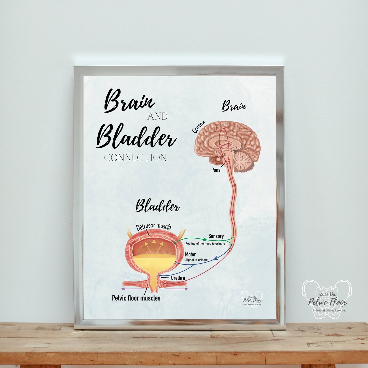 Brain and Bladder Educational Poster | Wall Art | Physiology of Urination Bradley Reflex Loop- Bladder, Urine, Cortex