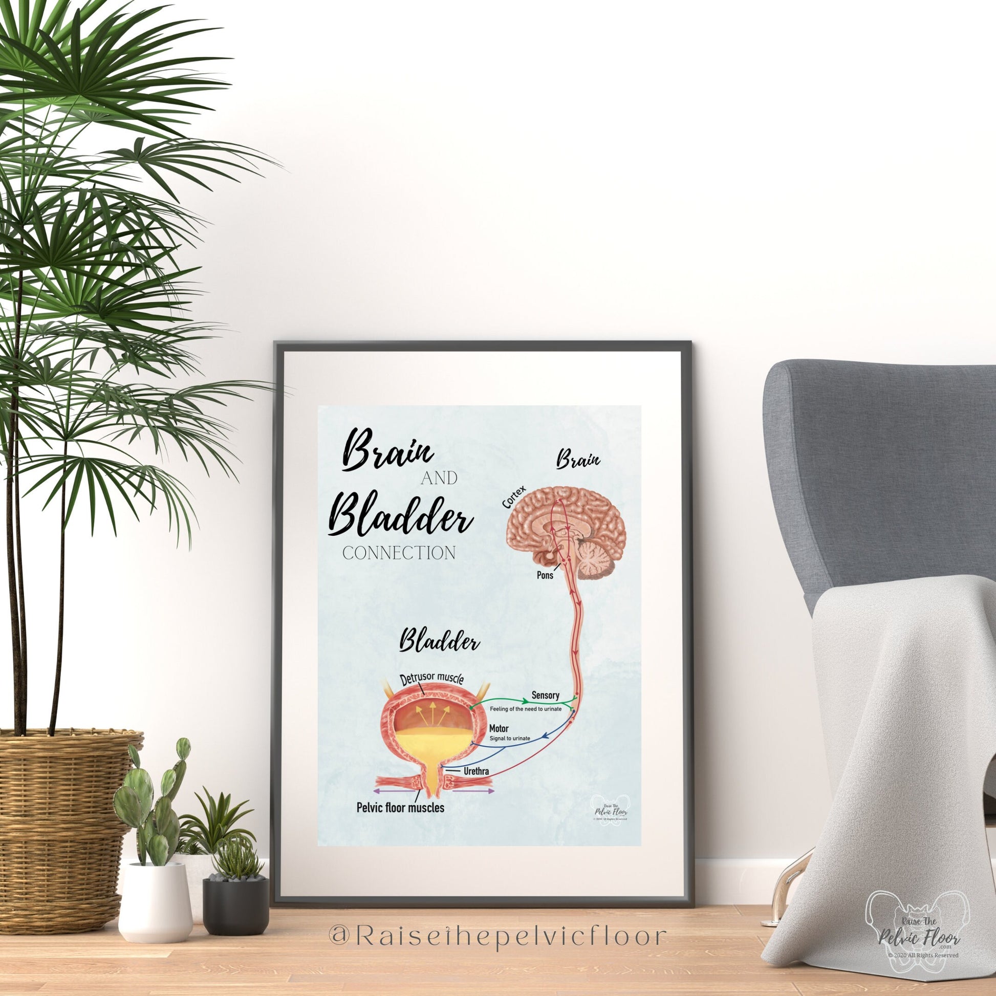 Brain and Bladder Educational Poster | Wall Art | Physiology of Urination Bradley Reflex Loop- Bladder, Urine, Cortex