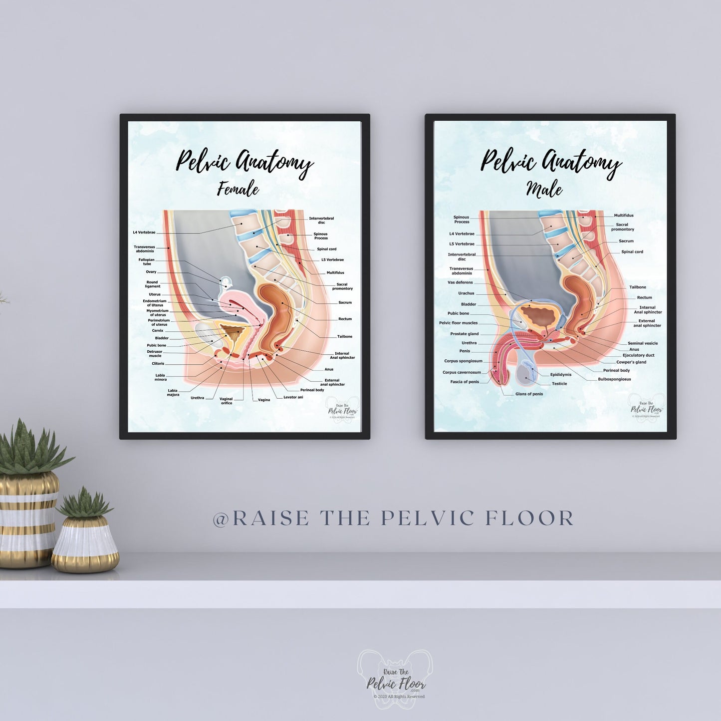 Male Pelvic Anatomy Poster Art Print | Sagittal/ Side view | Penis, Prostate, Testicle, Scrotum, Rectum, Pelvic Floor Anatomy, Prostatectomy