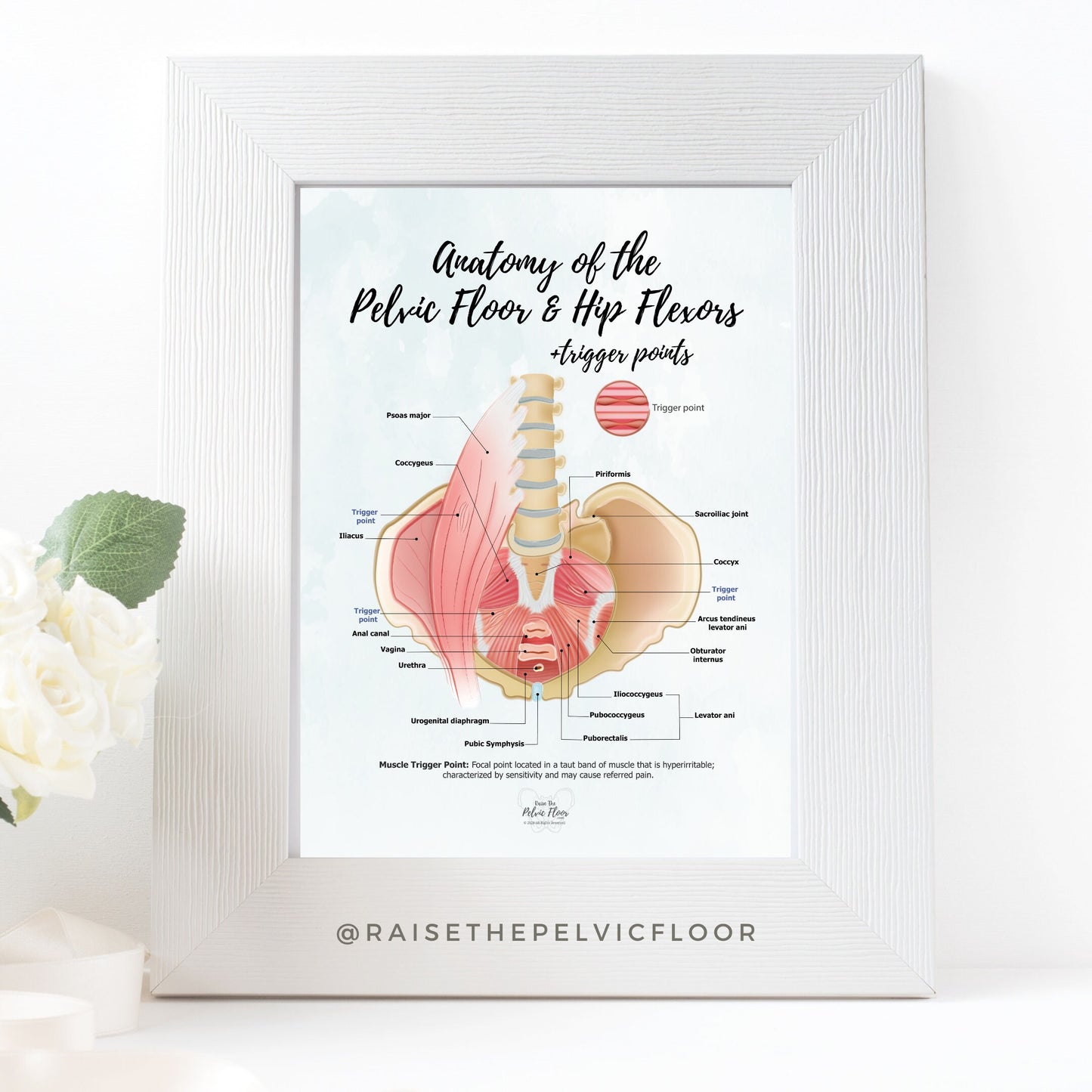 Anatomy of the Pelvic Floor and Hip Flexors + Trigger Points | Poster Art