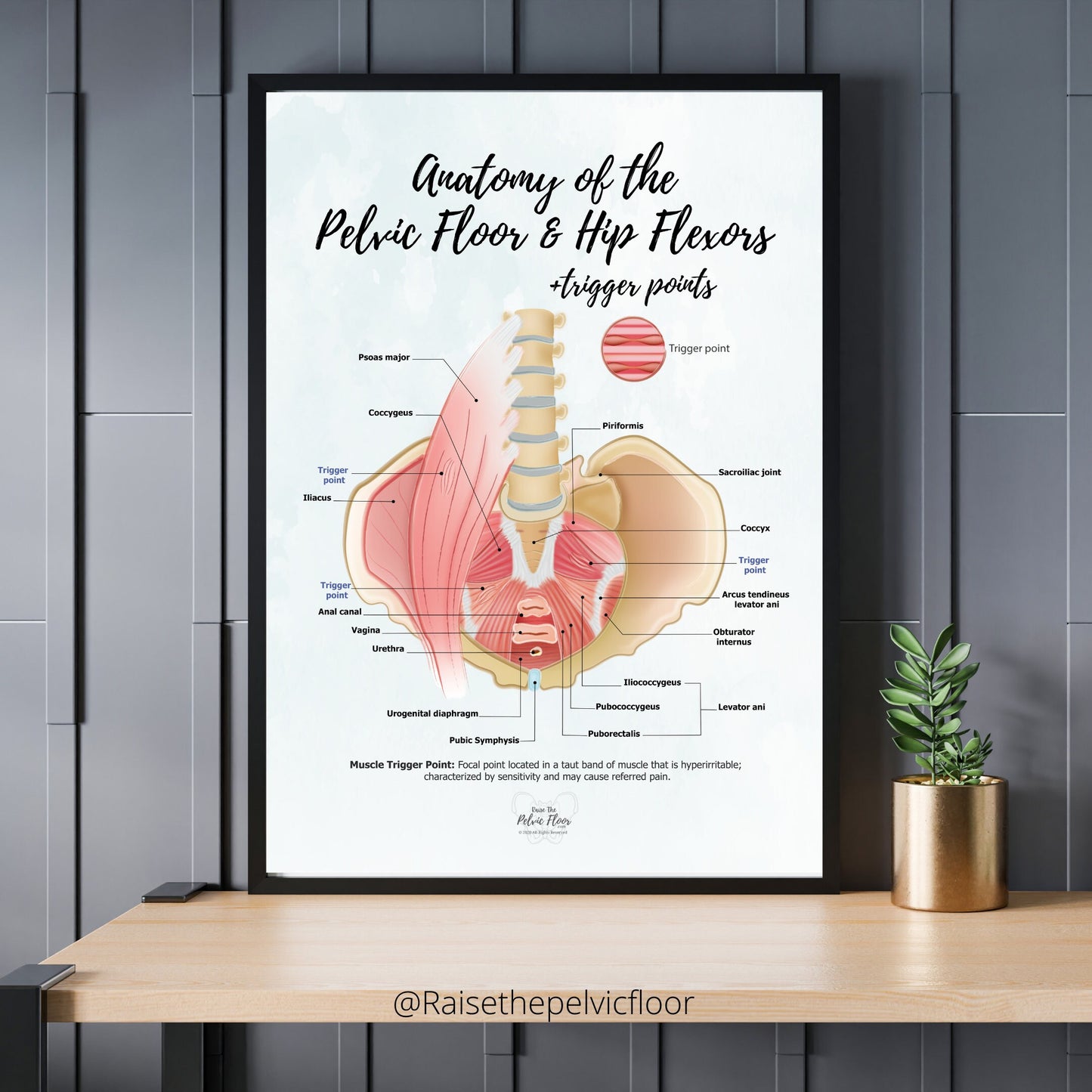 Anatomy of the Pelvic Floor and Hip Flexors + Trigger Points | Poster Art