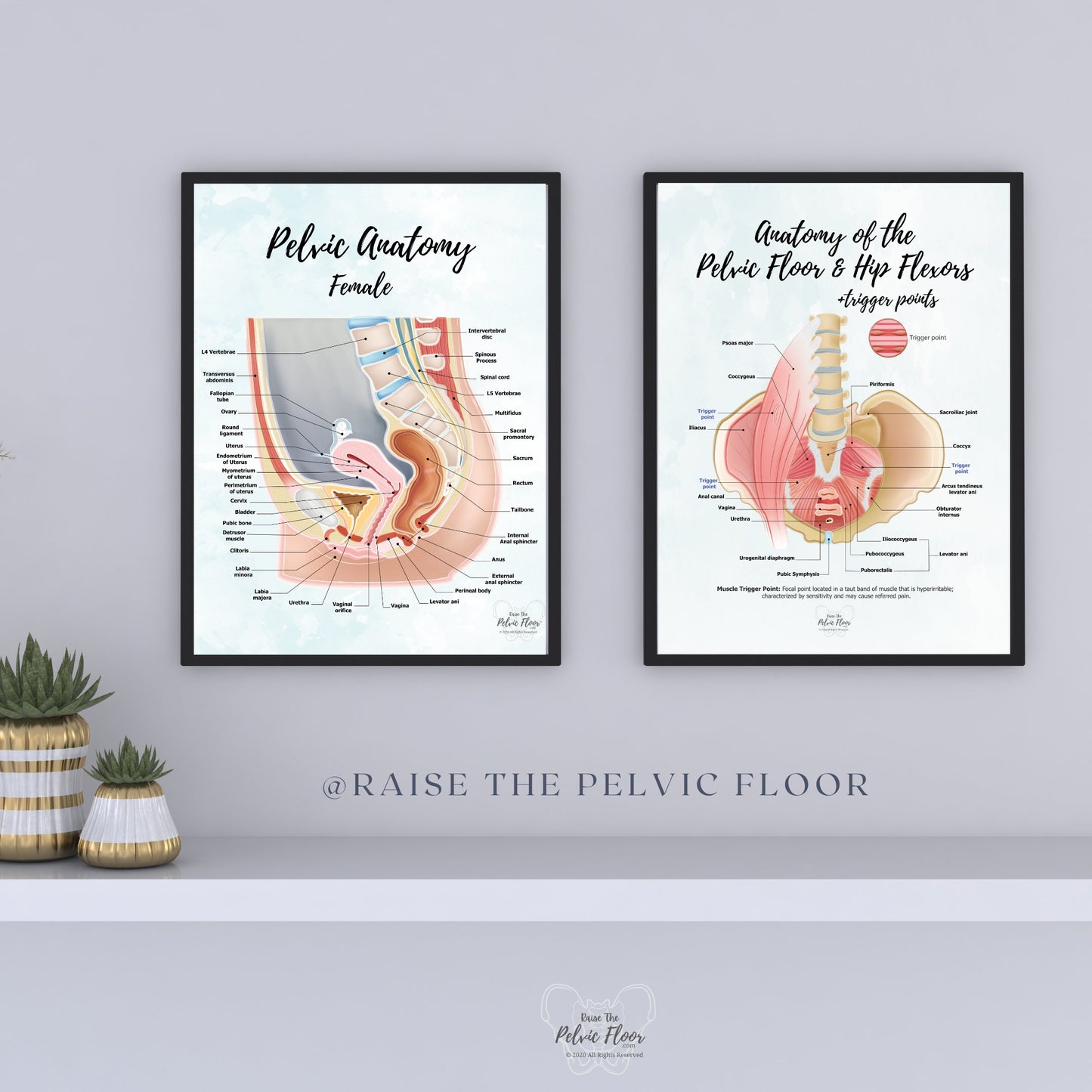 Anatomy of the Pelvic Floor and Hip Flexors + Trigger Points | Poster Art