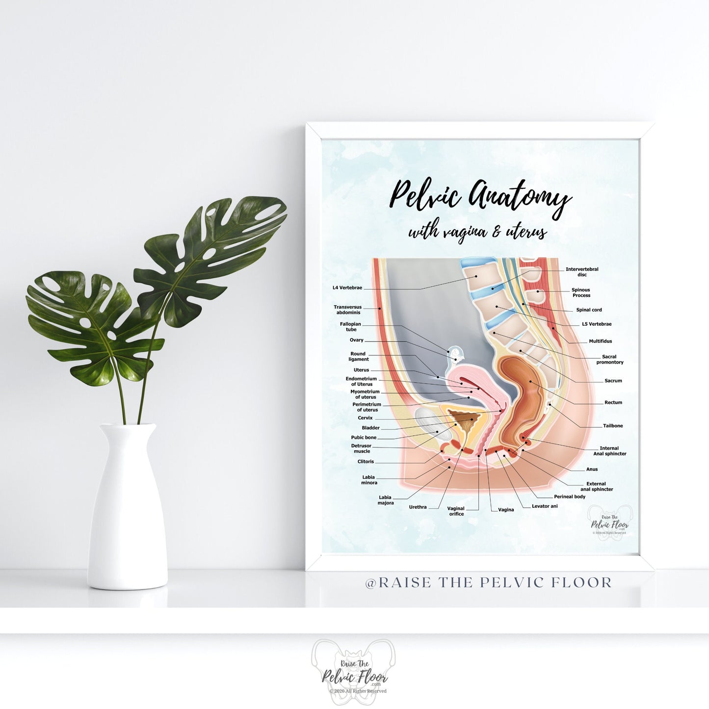 Gender Neutral Pelvic Cavity Anatomy Poster Art | Sagittal Side View | Pelvic Floor, Uterus, Ovary, Bladder, Rectum, Vertebrae Art