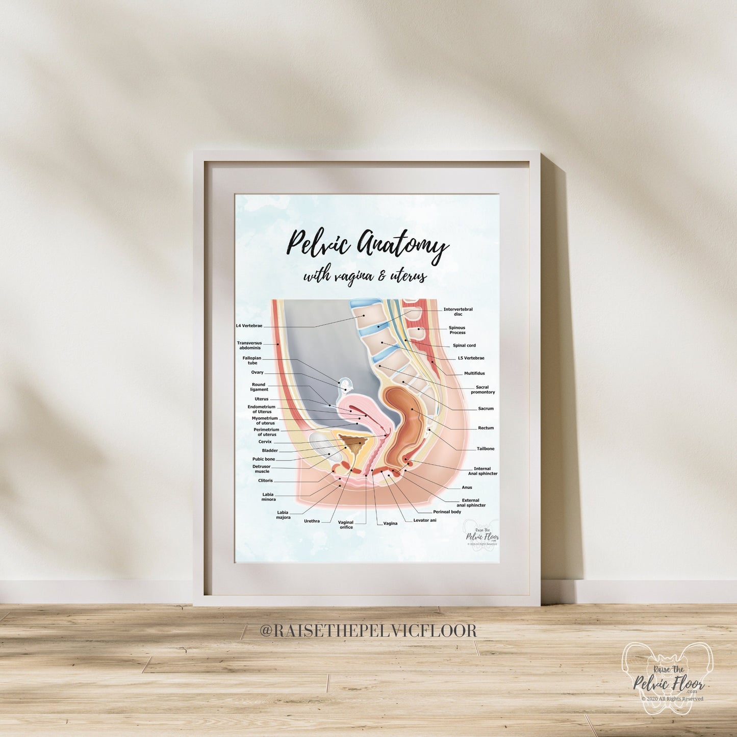 Gender Neutral Pelvic Cavity Anatomy Poster Art | Sagittal Side View | Pelvic Floor, Uterus, Ovary, Bladder, Rectum, Vertebrae Art