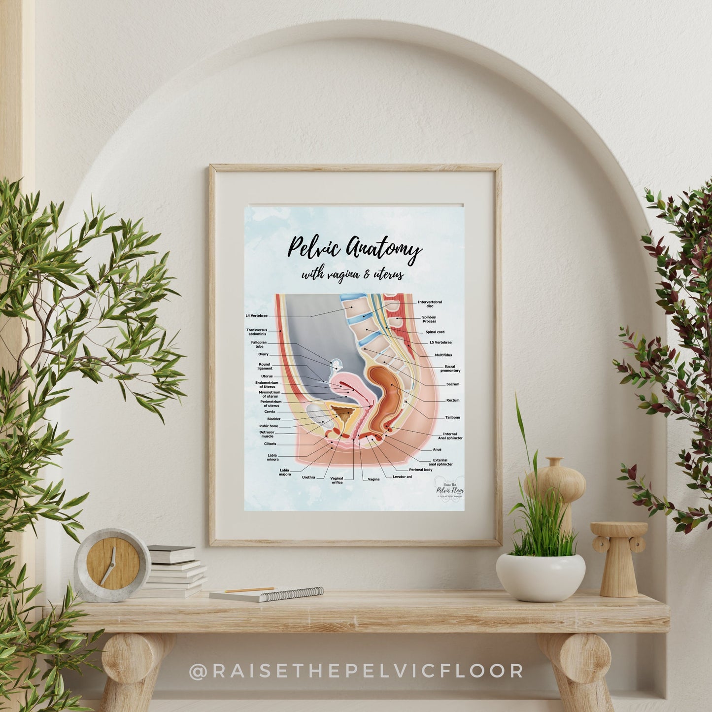 Gender Neutral Pelvic Cavity Anatomy Poster Art | Sagittal Side View | Pelvic Floor, Uterus, Ovary, Bladder, Rectum, Vertebrae Art