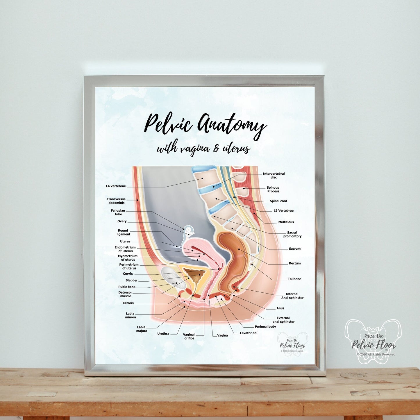 Gender Neutral Pelvic Cavity Anatomy Poster Art | Sagittal Side View | Pelvic Floor, Uterus, Ovary, Bladder, Rectum, Vertebrae Art