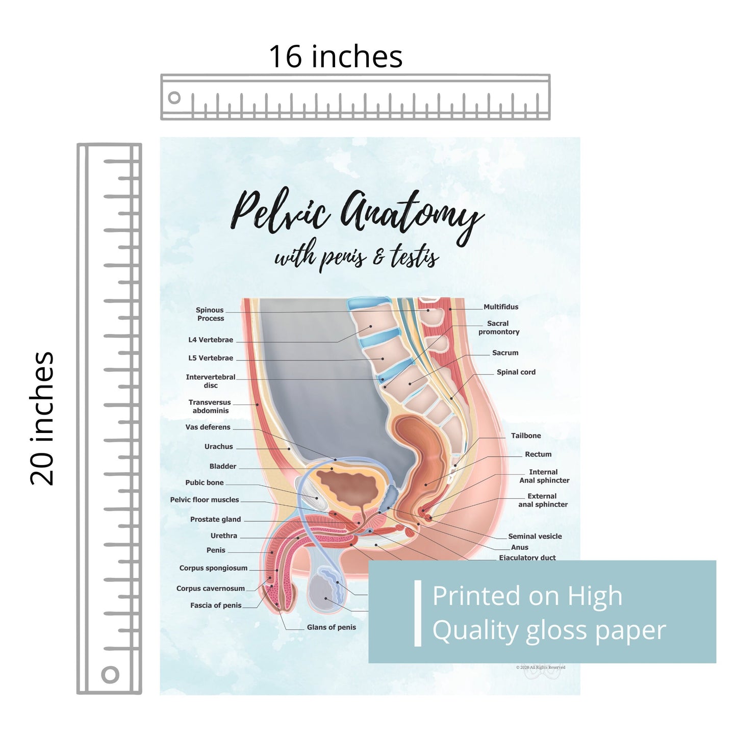 Pelvic Anatomy Poster Art Print- Gender Sensitive | Educational Artwork of Penis, Testis, Prostate, Bladder, Rectum and Hip | Prostatectomy