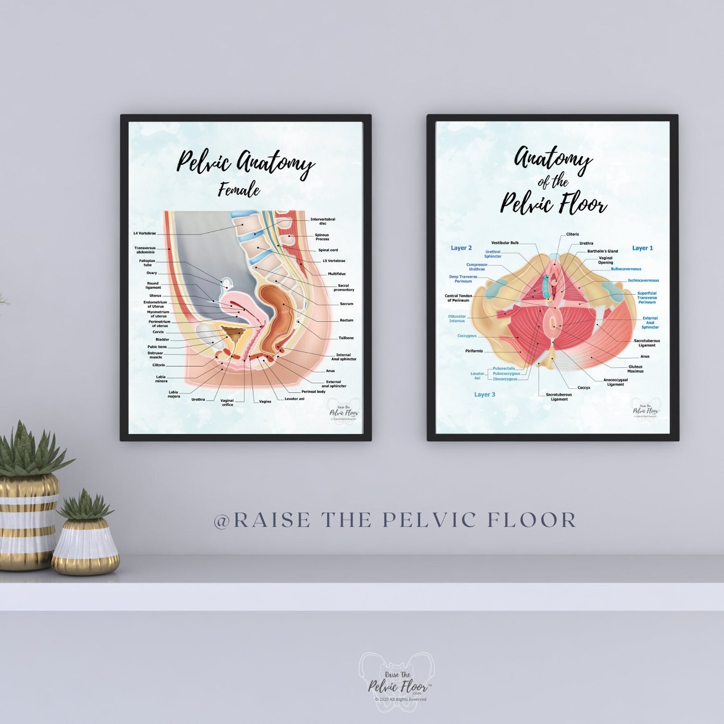 Set of 2- Pelvic Floor Muscle Anatomy and Side View of Pelvic Organs Educational Medical Art Poster | Bladder, Vagina, Kegel, Levator Ani