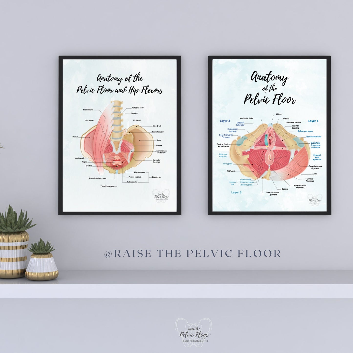 Set of 2- Pelvic Floor Muscle Anatomy and Hip Flexors Educational Medical Art Poster | Iliopsoas, Kegel, Levator Ani