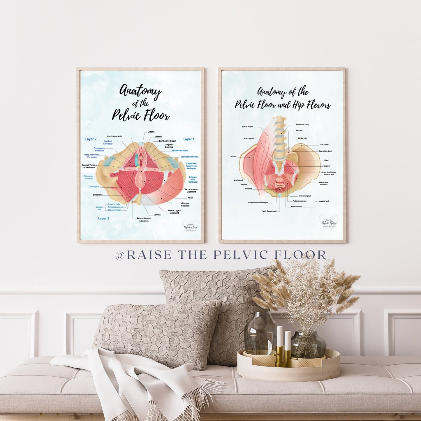 Set of 2- Pelvic Floor Muscle Anatomy and Hip Flexors Educational Medical Art Poster | Iliopsoas, Kegel, Levator Ani