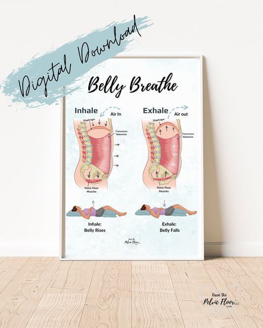 Belly Breathe Pelvic Floor *Digital Download* | Pelvic health artwork of the breath and core for pelvic therapy, meditation, yoga, pilates
