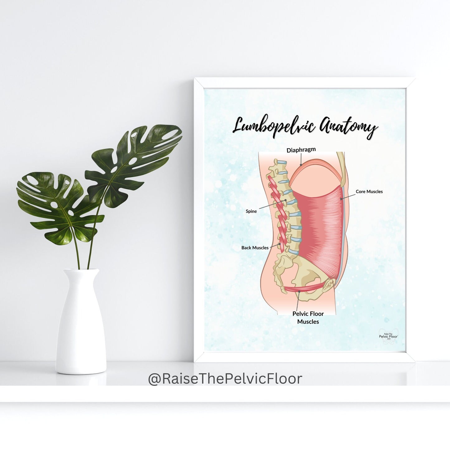 Anatomy of the spine and pelvic floor- Lumbopelvic Anatomy Poster Art Print | Pelvic floor, Core, abdominal wall, and diaphragm belly breath