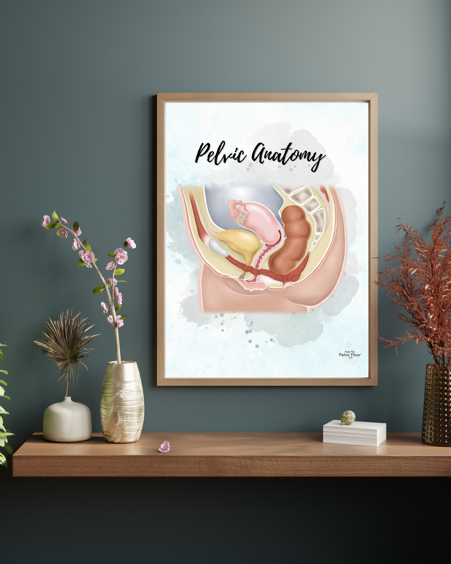 Pelvic Organ Anatomy