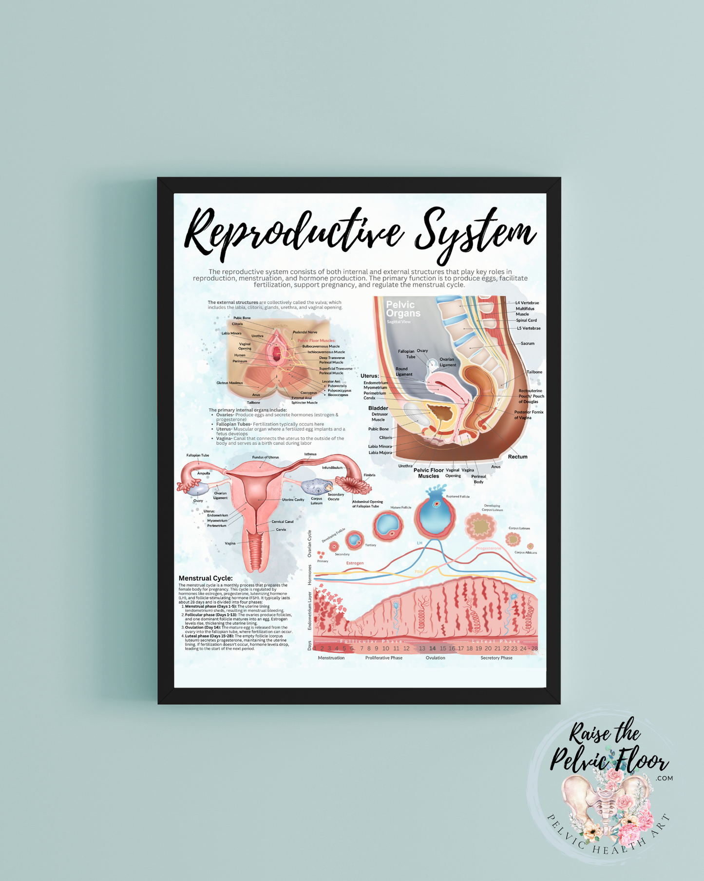 Reproductive System Patient Education Chart