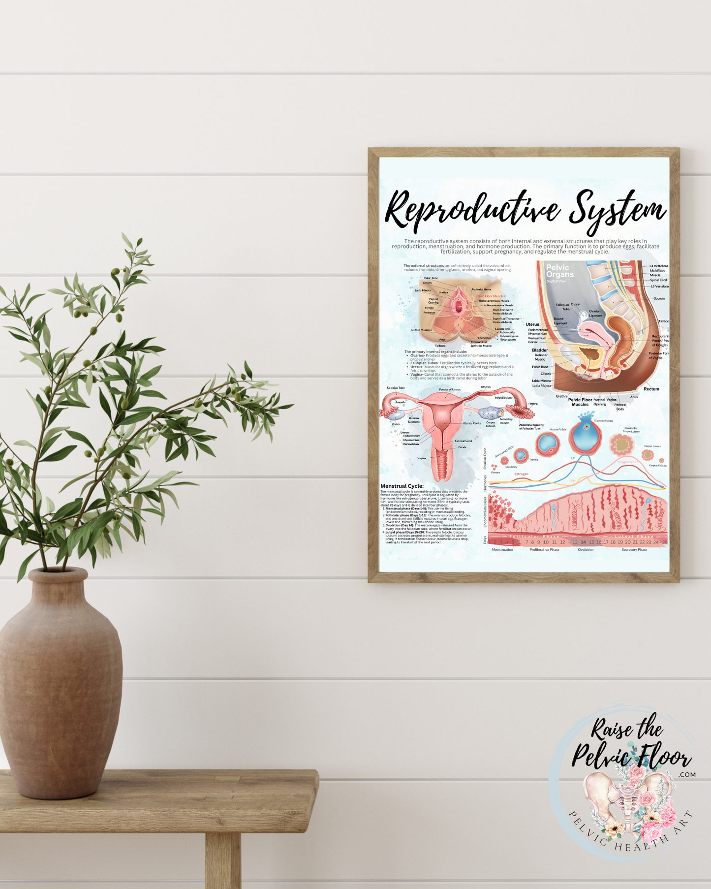 Reproductive System Patient Education Chart
