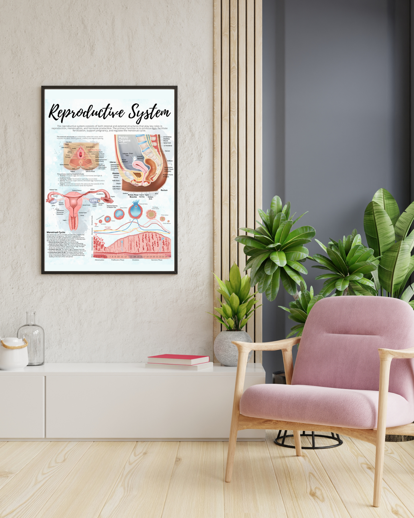 Reproductive System Patient Education Chart