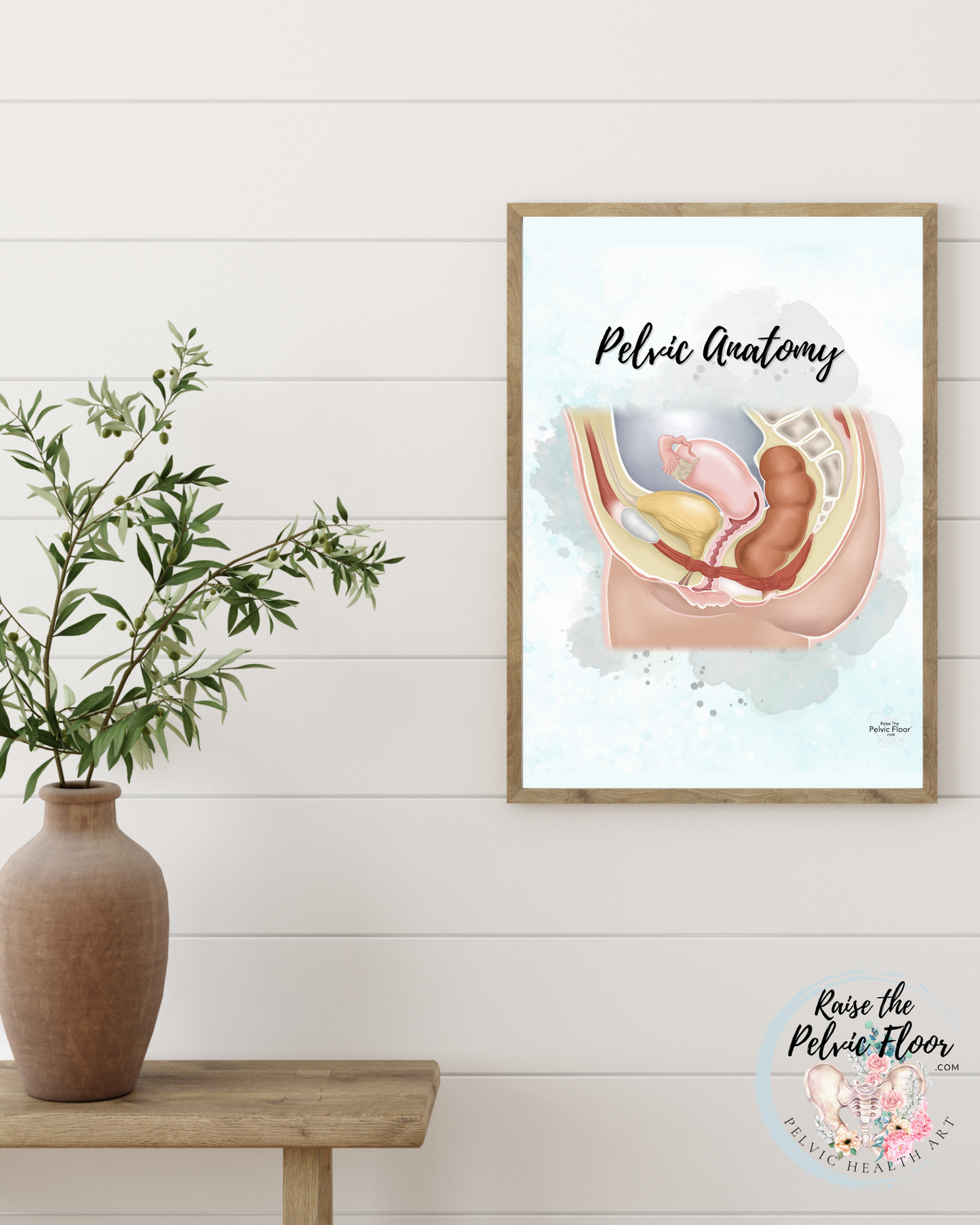 Pelvic Organ Anatomy