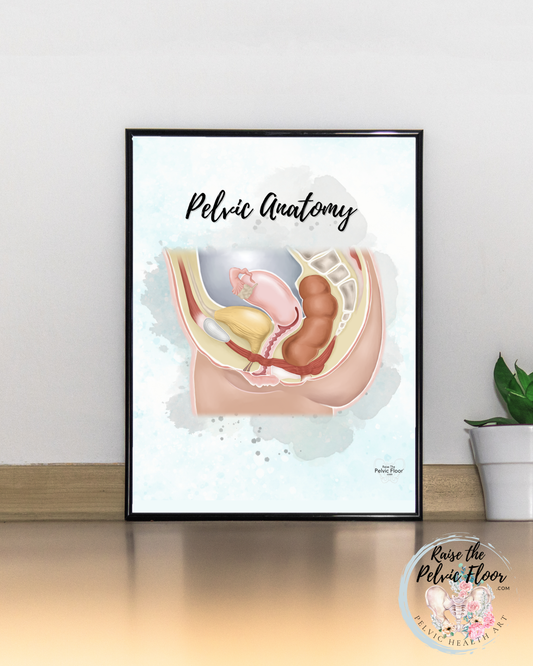 Pelvic Organ Anatomy